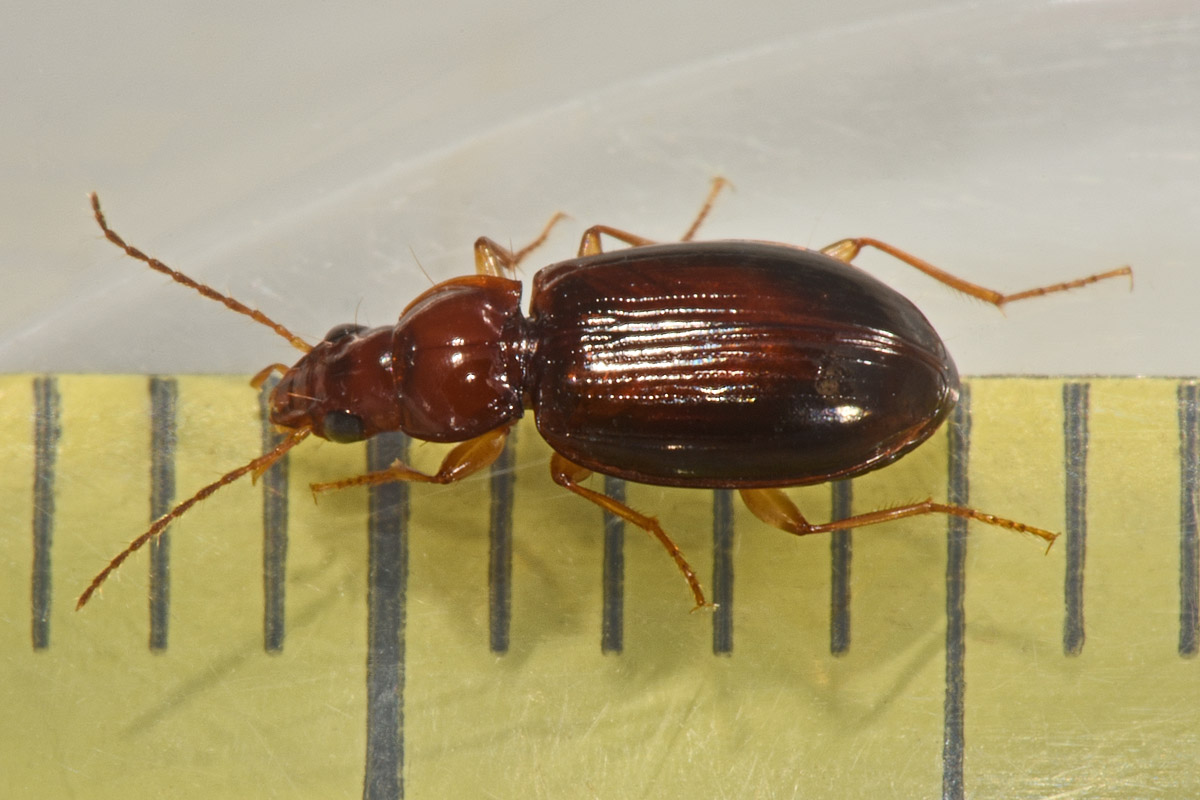 Carabidae: Ocys harpaloides? S, femmina